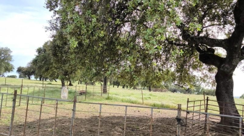 Córdoba - Fuente Obejuna - 175982m2