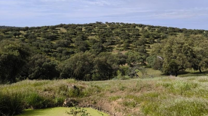 Córdoba - Fuente Obejuna - 175982m2