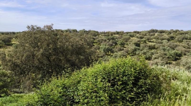 Córdoba - Fuente Obejuna - 175982m2