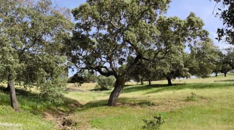 Córdoba - Fuente Obejuna - 175982m2