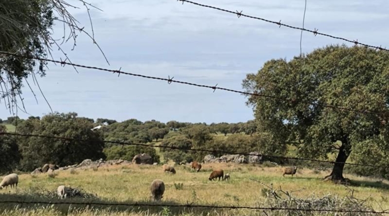 Córdoba - Fuente Obejuna - 175982m2