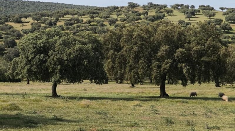 Córdoba - Fuente Obejuna - 175982m2