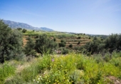 Terreny no urbanitzable en venda a la España, Campo-Mijas, ref.: TR286894 foto