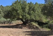 Xalet independent amb terreny en venda a la SAN JUAN, Castellnou, ref.: TR410589 foto