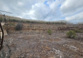 Terreno con Almacén en venta en la Polígono 2 Parcela 299 LOMO QUINTANILLA. ARUCAS (, Arucas, ref: TR394150 foto