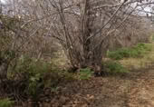 Terreno en venta en la LA FLORIDA, Icod de los Vinos, ref: TR410612 foto