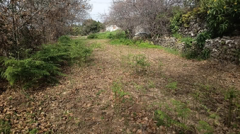 Santa Cruz de Tenerife - Icod de los Vinos - 1400m2