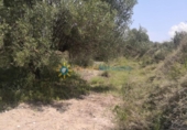 Non-developable land for sale on España, Castelló de Rugat, ref: TR322340 photo