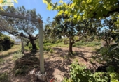 Casa amb terreny en venda a la España, Vinaròs, ref.: TR409550 foto