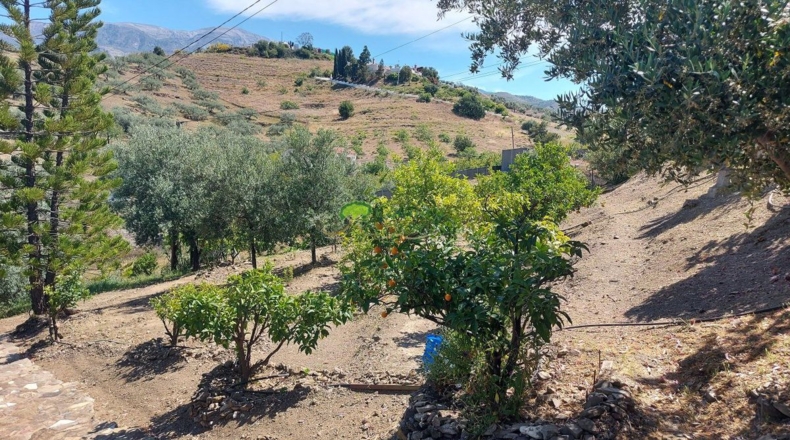 Málaga - Canillas de Aceituno - 1596m2