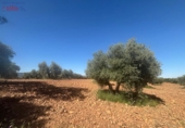 Rural estate for sale in Ciudad Real ref: TR82061 photo