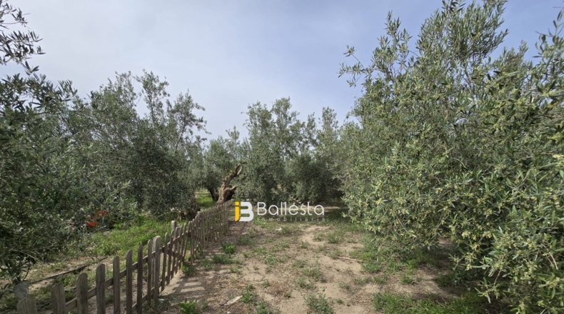 Almería - Huércal-Overa - 1300m2