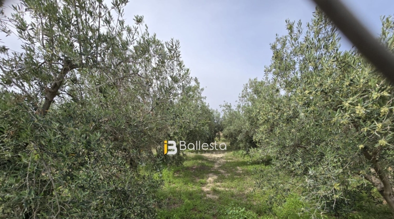 Almería - Huércal-Overa - 1300m2