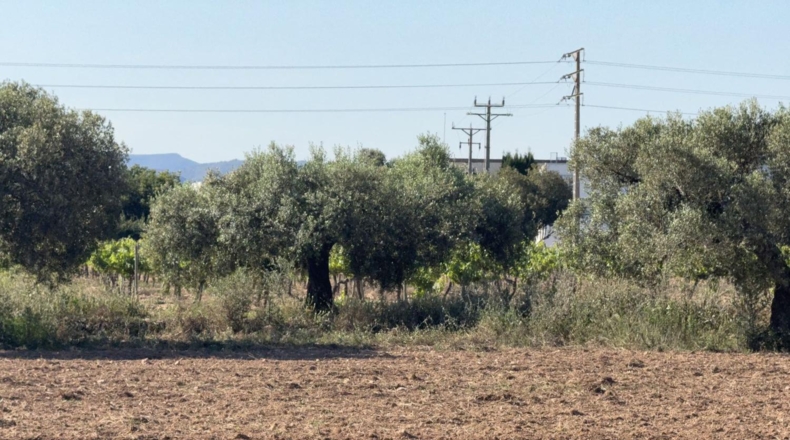 Tarragona - Bellvei - 13000m2