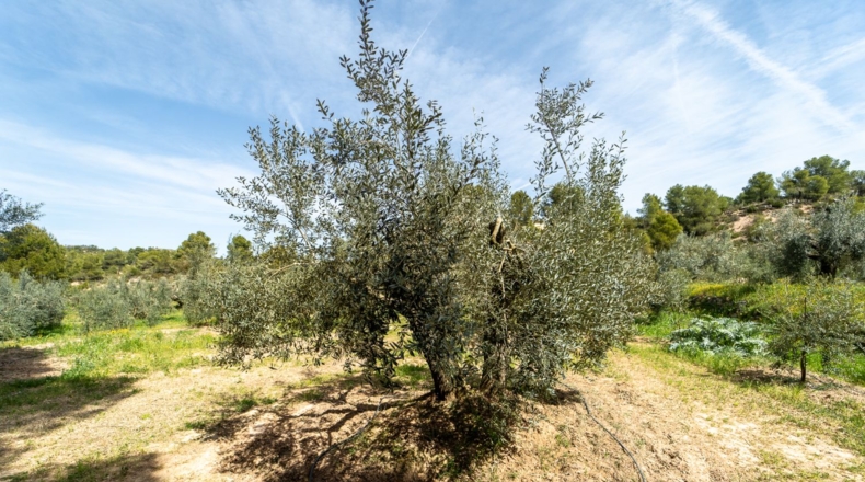 Tarragona - Flix - 13739m2