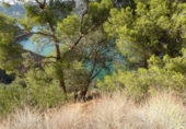 Non-developable land for sale on España, Pinos del Valle, ref: TR410761 photo