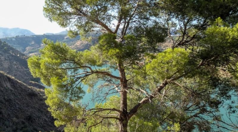Granada - Pinos del Valle - 12400m2