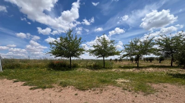 Ciudad Real - Carrión de Calatrava - 12000m2