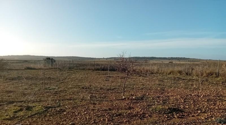 Ciudad Real - Carrión de Calatrava - 12000m2