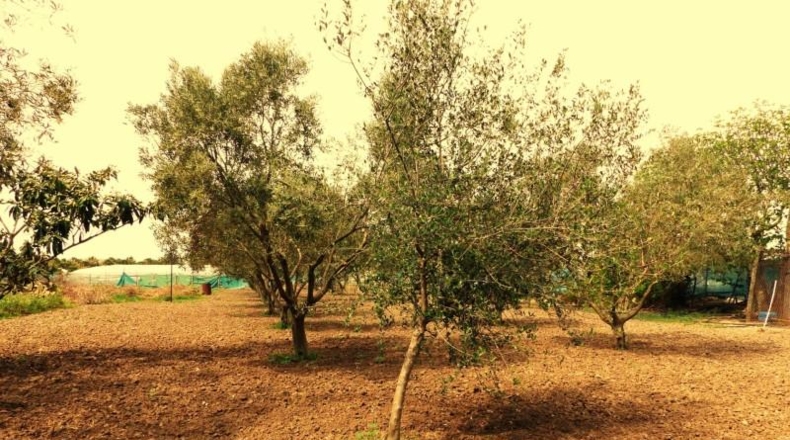 Cádiz - Sanlúcar de Barrameda - 4400m2