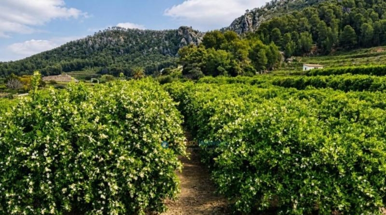 Valencia - Castellonet de la Conquesta - 38000m2