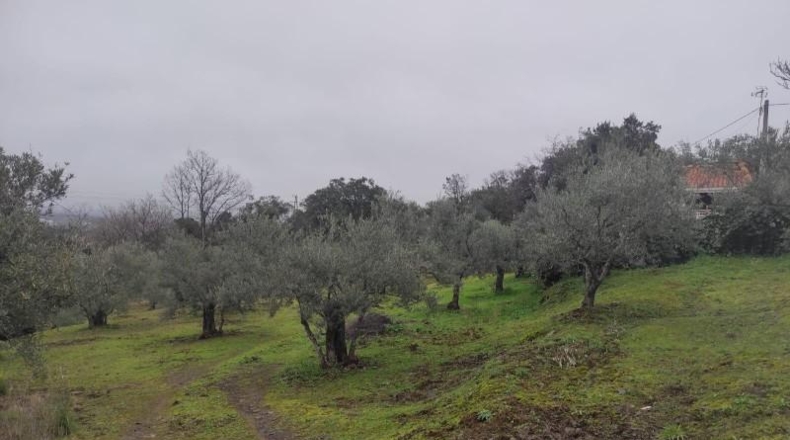 Cáceres - Plasencia - 6000m2