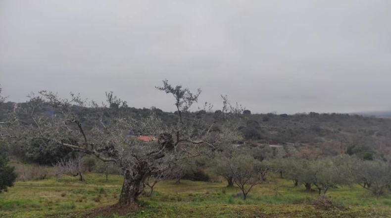 Cáceres - Plasencia - 6000m2