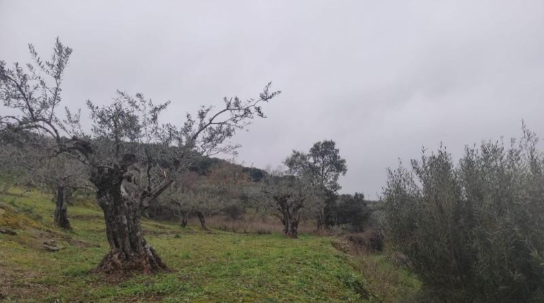 Cáceres - Plasencia - 6000m2