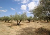 Non-developable land for sale on España, Los Llanos, ref: TR410842 photo
