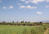 Non-developable land for sale on España, Los Llanos, ref: TR410842 photo