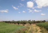 Non-developable land for sale on España, Los Llanos, ref: TR410842 photo