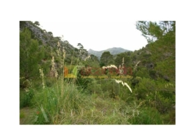Selva 38098&nbsp;m²