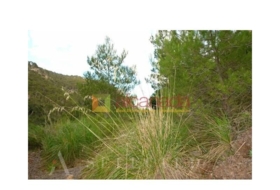 Selva 38098&nbsp;m²