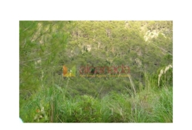 Selva 38098&nbsp;m²