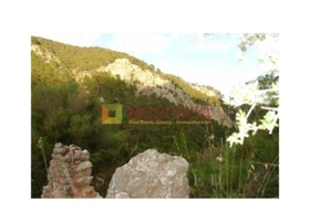 Selva 38098&nbsp;m²