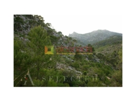 Selva 38098&nbsp;m²