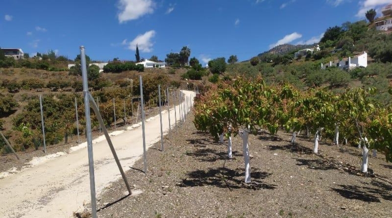 Malaga - Frigiliana - 10536m2