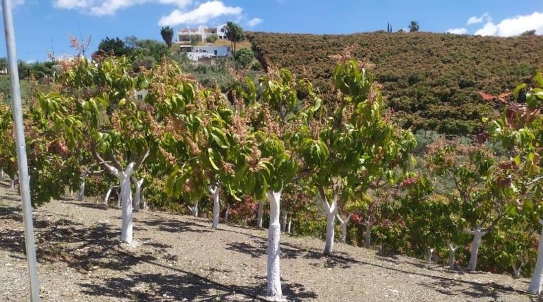 Malaga - Frigiliana - 10536m2