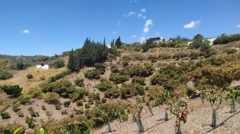 Malaga - Frigiliana - 10536m2