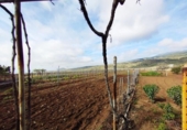 Terreno no urbanizable en venta en la España, Villa de Arico, ref: TR410830 foto