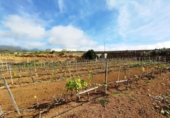 Terreno no urbanizable en venta en la España, Villa de Arico, ref: TR410830 foto