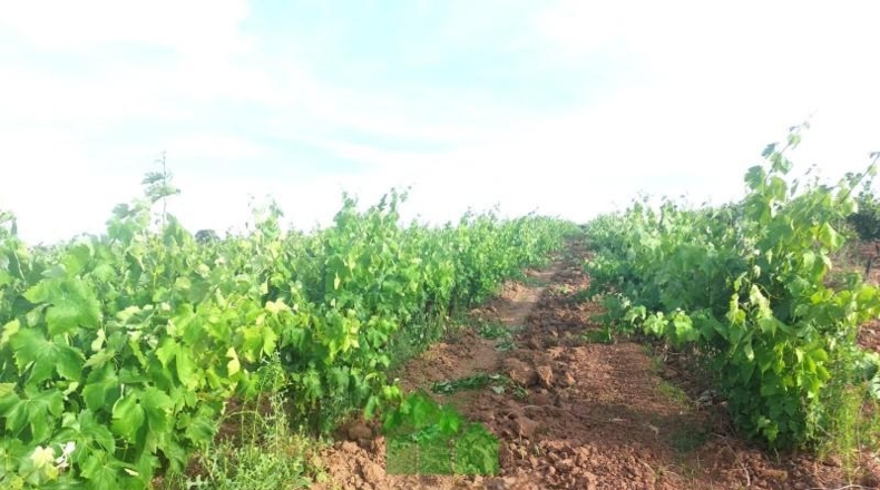 Badajoz - Montijo - 98500m2