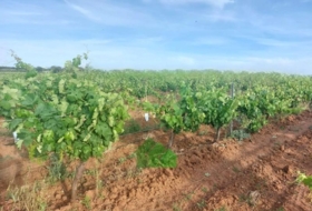 Montijo 98500&nbsp;m² 