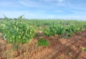 Terreno no urbanizable en venta en la España, Montijo, ref: TR410837 foto
