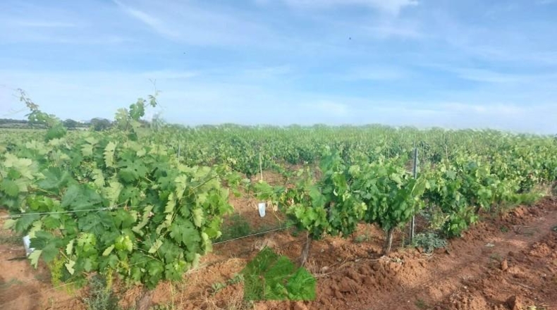 Badajoz - Montijo - 98500m2