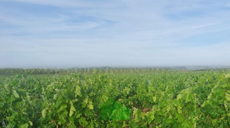 Badajoz - Montijo - 98500m2