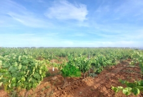 Montijo 98500&nbsp;m² 