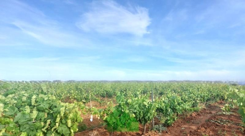 Badajoz - Montijo - 98500m2