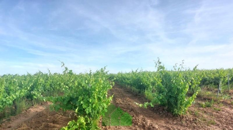 Badajoz - Montijo - 98500m2