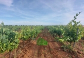 Terreno no urbanizable en venta en la España, Montijo, ref: TR410837 foto